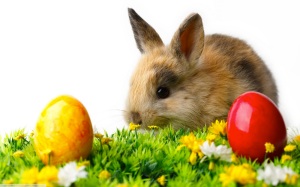rabbit-easter-eggs