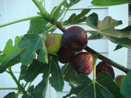 Fig_Tree